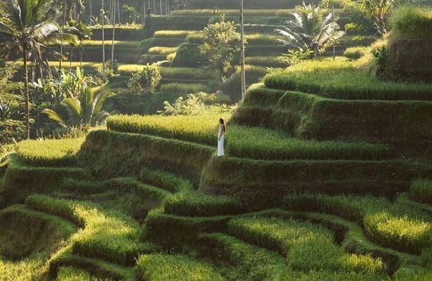 Half Day Ubud Private Tour - All Inclusive