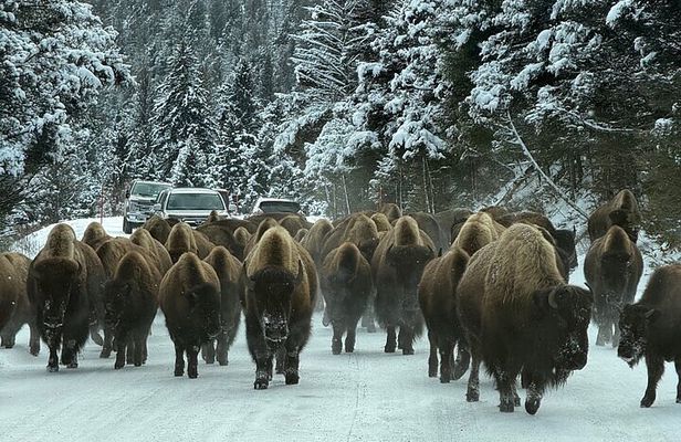 Big Sky Winter Wildlife Safari Lamar Valley Breakfast and Lunch
