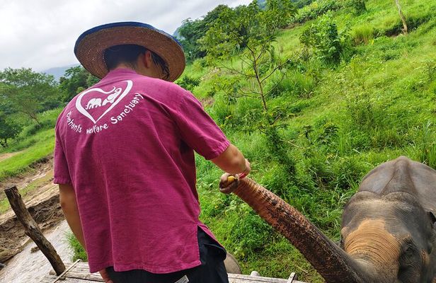 4 highlights: Sticky Waterfall/Elephants/local market /Wat Banden