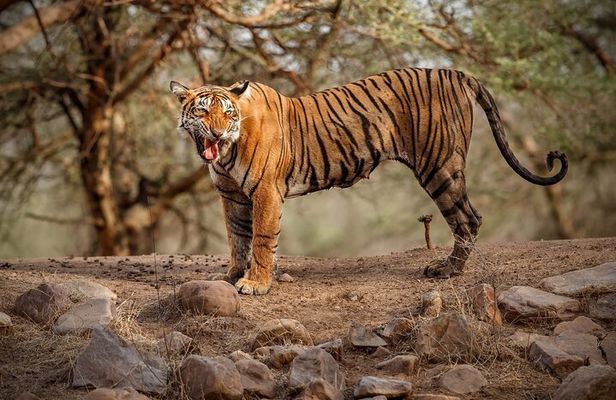 Ranthambore Tiger Safari : Wilderness Experience India