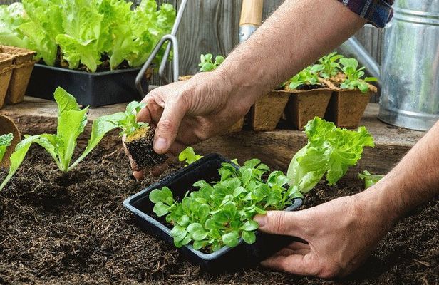 Flavors of the forest: ethnobotanical & culinary experience 