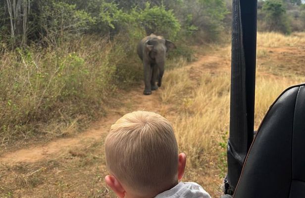 Udawalawa National Park Safari from Ahungalla,kosgoda,bentota