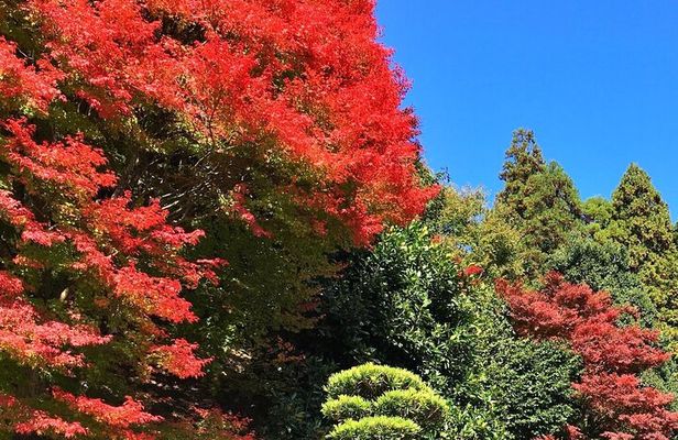 Kyoto Satoyama Cycling with Lunch and English Guide