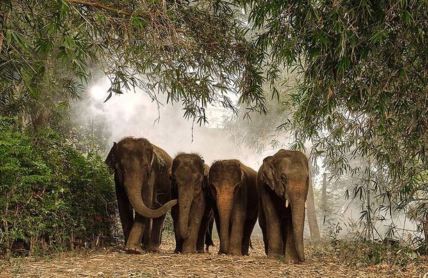 Ethical Elephant Sanctuary Experience with Hotel Pickup