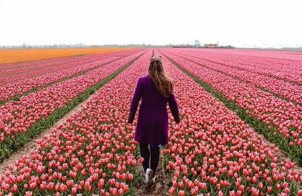 Amsterdam Private Tour to Keukenhof, Tulip Fields and Windmills