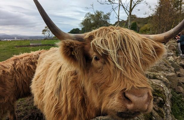 Private Tour of Scottish Highlands, Lochs, Falls from Edinburgh