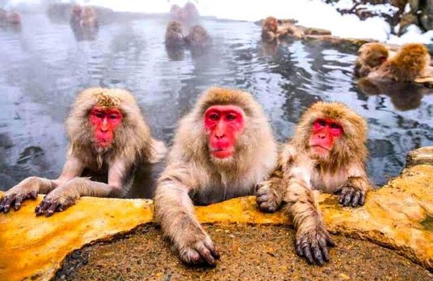 Nagano Snow Monkey Private Full-Day Tour