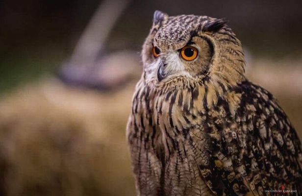 Picnic with limoncello spritz & Falconry Experience in Sorrento