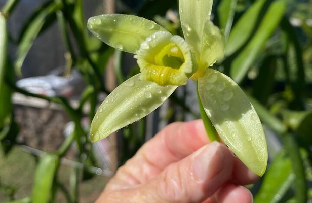 Maui Vanilla Farm Private Tour 