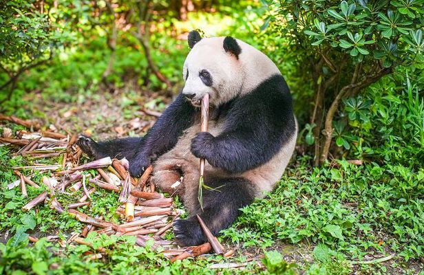 Chengdu Full-Day Tour Pandas, Teahouse and Tuktuk Food Tour
