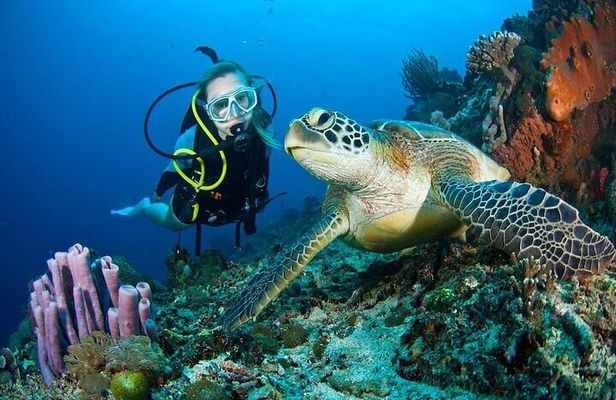 Dubai Jumeirah Scuba Dive Guided Underwater Adventure