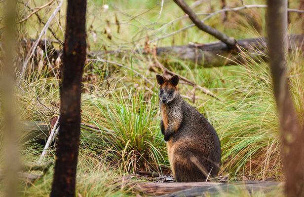 Exclusive Ku-ring-gai Chase National Park Small-Group Tour