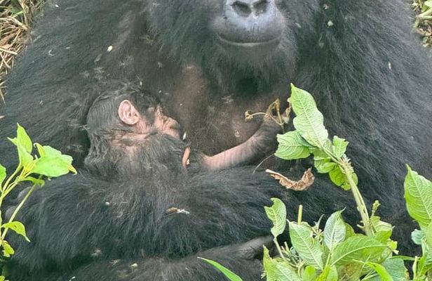 3 Days Gorilla trekking, Equator and Community Tour