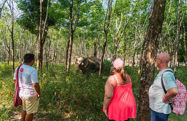 Khao Lak Eco Safari: Elephants, Turtles & Tsunami Memorial