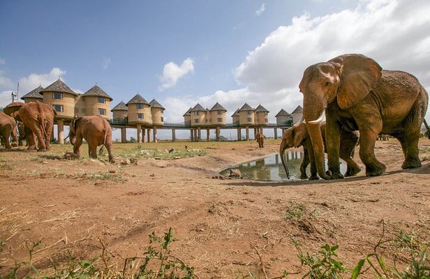 3 Days Tsavo East and Saltlick Lodge Safari from Diani Beach