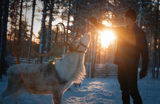 Reindeer Feeding Experience with Local Guide in Levi