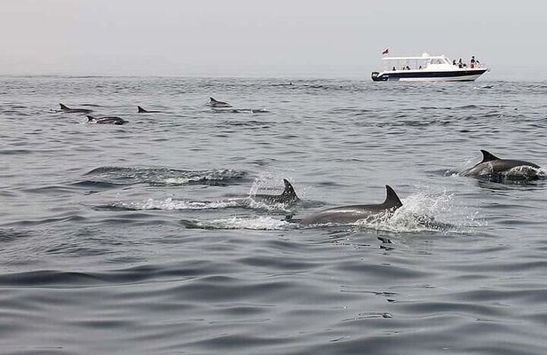 Muscat Dolphin Watching Boat Amazing Trip 