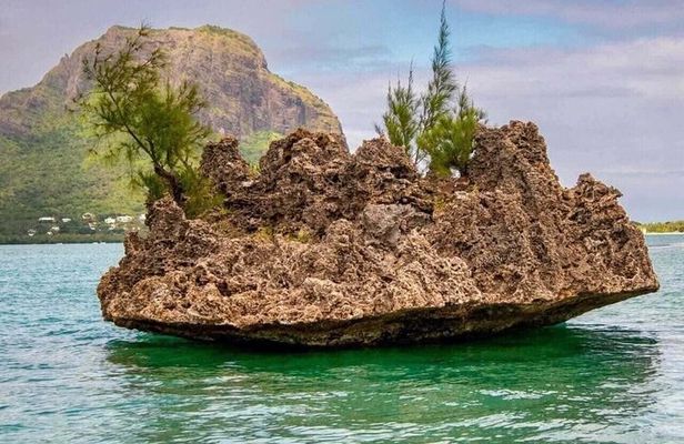 Dolphin Swim with Crystal Rock and BBQ Lunch in Mauritius