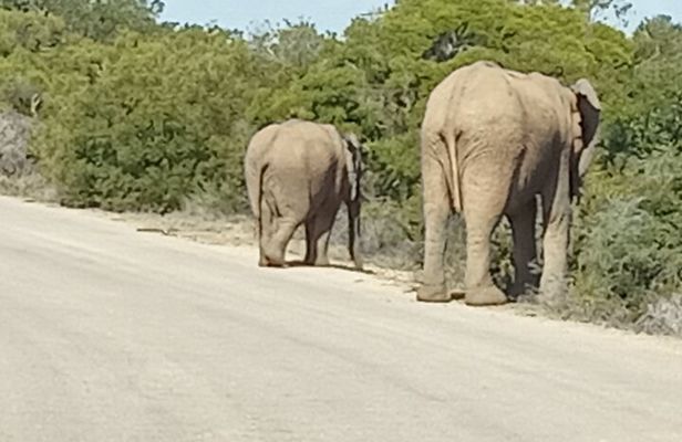 Great safari thru Addo Elephant National Park