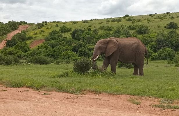 Addo Elephant National Park