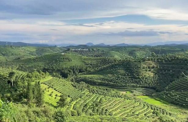 Puer Tea Picking and Tasting Morning Trip