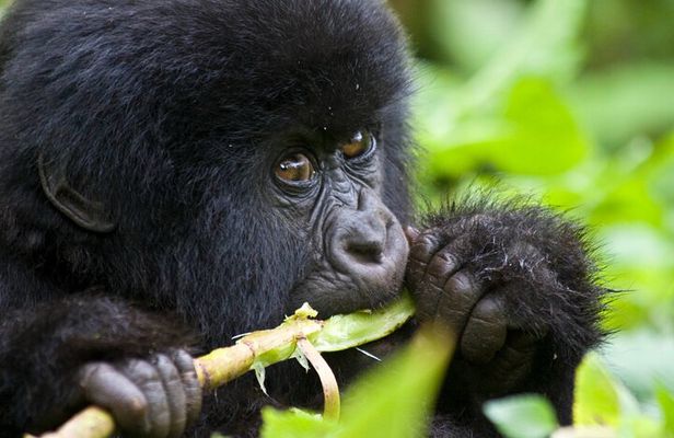 One Day Gorilla Trekking in Volcanoes National Park