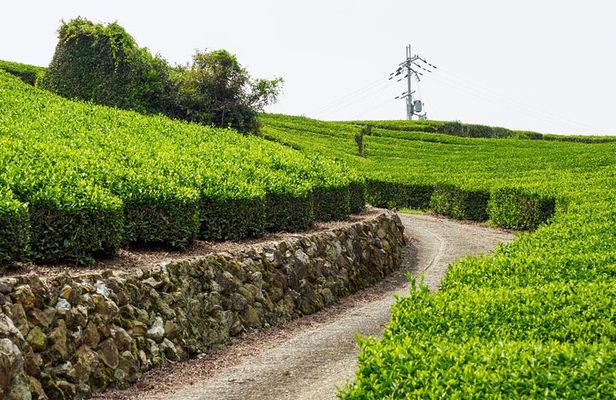 Full Day E Bike Tour through Kyotos Countryside