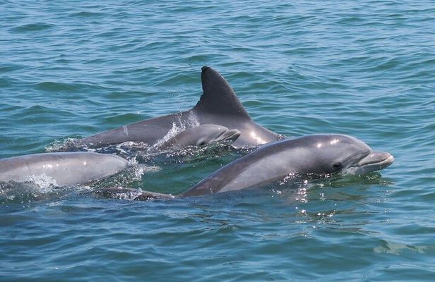 Private Dolphin and Intracoastal Tour of Anna Maria Island