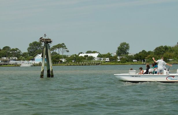 Assateague Island Private Cruise Tour