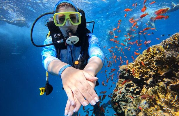 Ras Mohamed and White Island 2 Dives Day Trip in Sharm El Sheikh