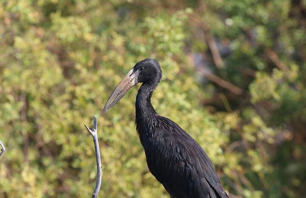 Victoria Falls Private Zambezi River Birdwatching Safari
