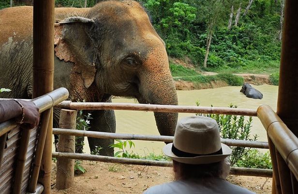 A beautiful afternoon with our elephants