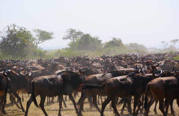 5 Days Great Migration Wonders Mid Luxury Safari Experience