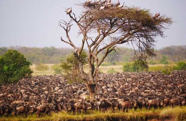 5 Day Explore the Wonders of Calving Season Mid Range Adventure