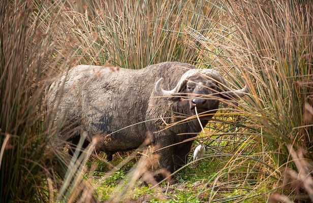 2 Day Tarangire and Ngorongoro Safari Adventure