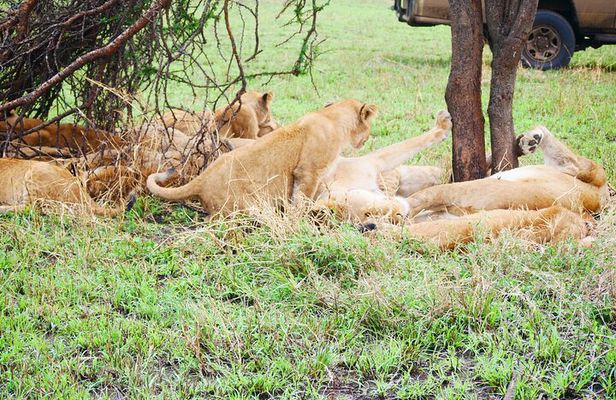 3-Day Tarangire, Ngorongoro & Lake Eyasi Safari (Hadza Experience