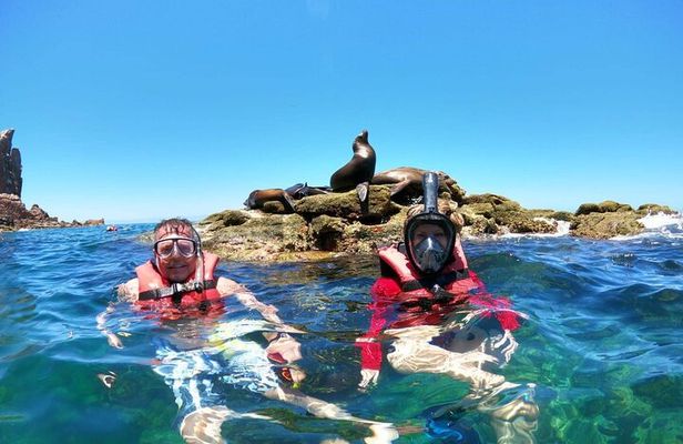 Holy Spirit Island Tour and snorkeling with sea lions