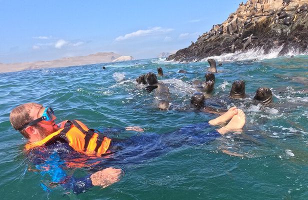 Swim with sea lions in tourist boat Palomino Islands LIMA