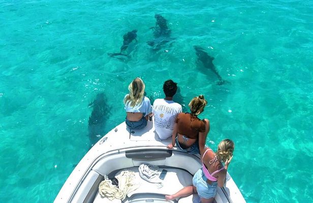 Dolphin Watching and Snorkeling Key West