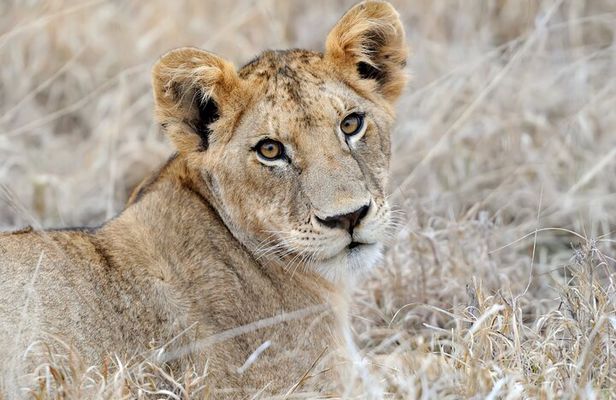 2-Day Selous Safari from Zanzibar