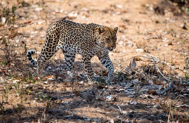 2-Day Nyerere Safari from Dar es Salaam