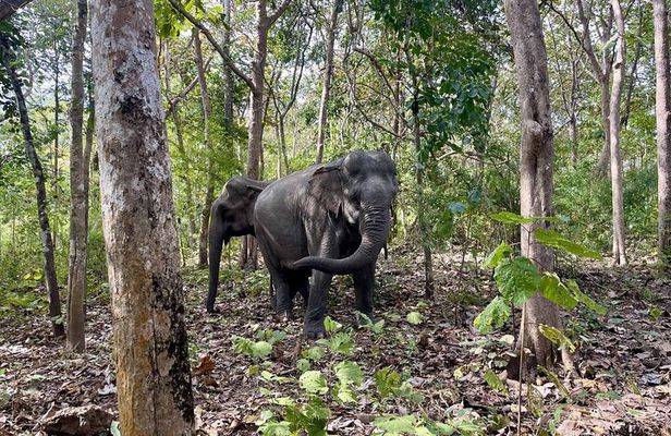 Yok Don Elephant Sanctuary, Rescue Center and Don Village