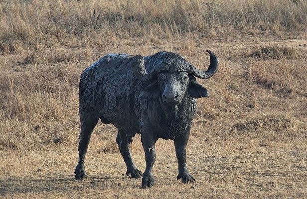 Safari 3days From Zanzibar To Mikumi National Park by ferry
