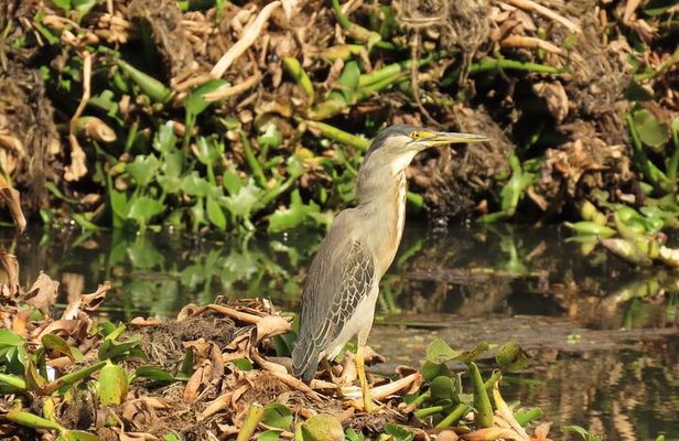 Bird watching in Bogota wetlands with Bakata Bird