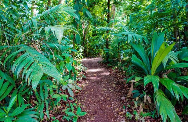 Self Guided Rainforest Hike at Monkey Park