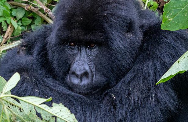 2 Days Rwanda Mountain Gorilla Trekking & Chimpanzee