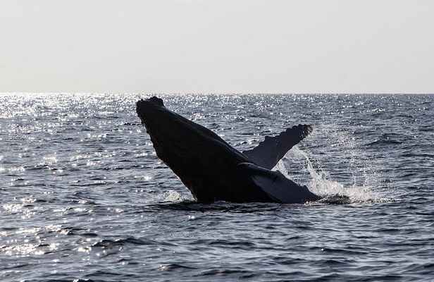 Oahu Whale Watching Catamaran Sail Experience