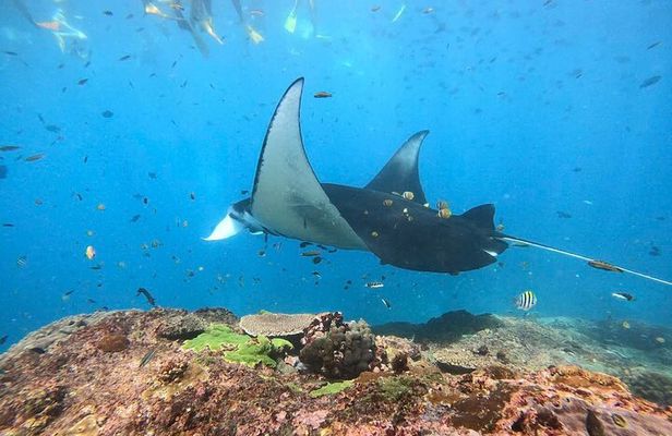 Nusa Penida Snorkeling: Manta Point & Island Day Trip