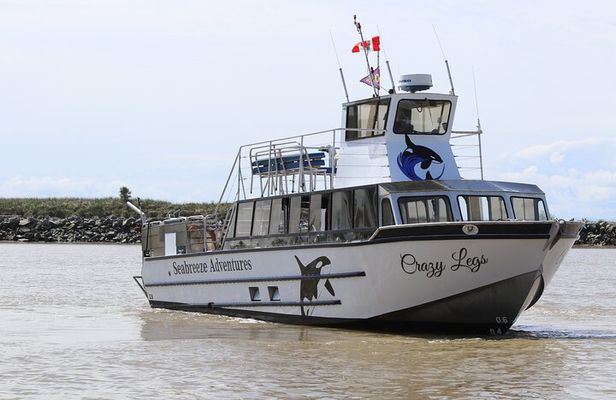 Winter Eco Tours on the Salish Sea Wildlife Adventures