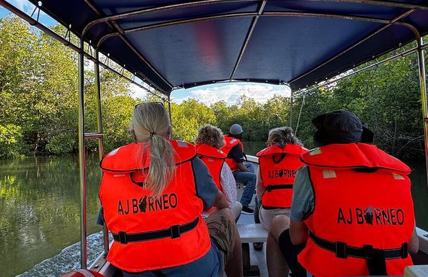 Kuching Mangrove Wildlife and Fireflies (Private Tour)